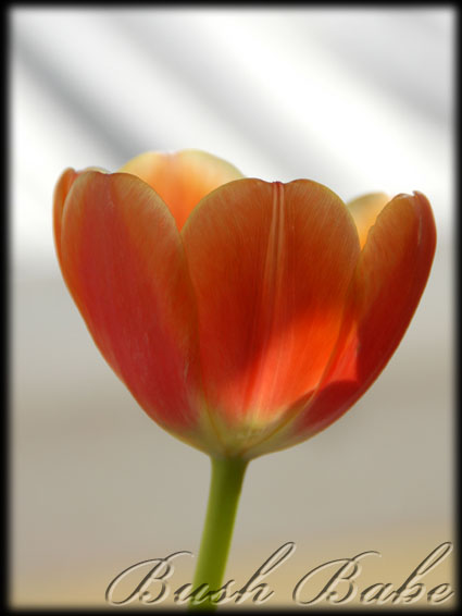 [tulips_0021.jpg]