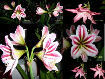 Smart Ebook Bunga Bakung Bunga Lily