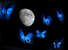 [mariposas+luna.jpg]