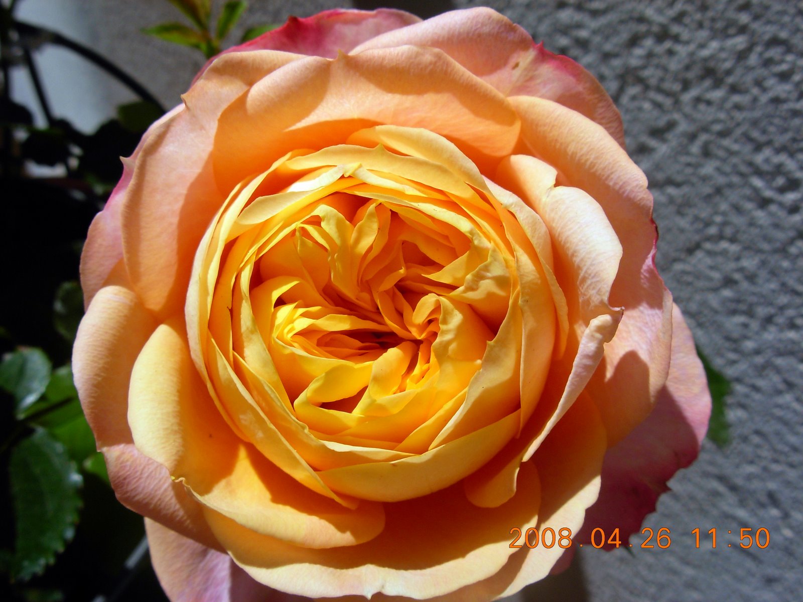[DSCN1542.JPG]