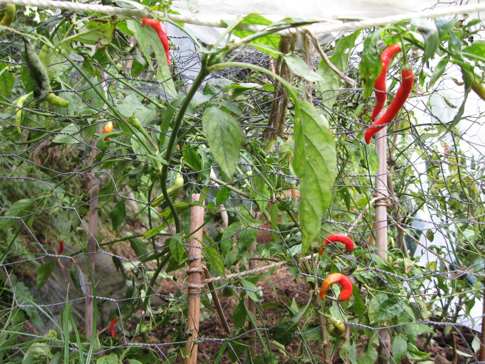 Magnus & Konswan Winter Hot Pepper Harvest