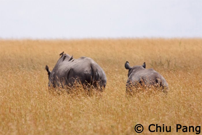 Black rhino case study diceros bicornis answers image