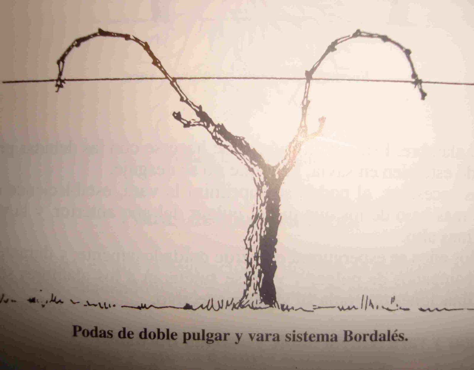 [bordales.jpg]