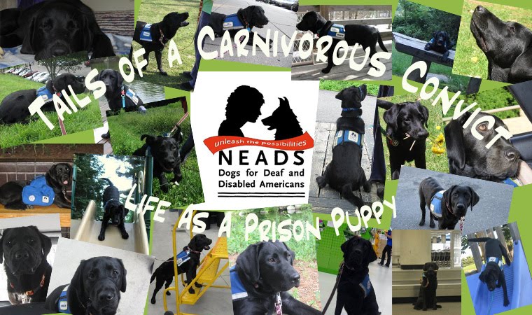 Tails of a Carnivorous Convict: Life as a Prison Puppy
