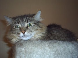 Hester in the cat tower