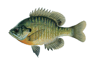 Blue Gill