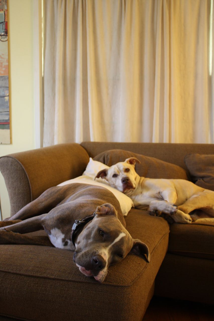 In My Blue Room Kicking the Dogs Out of Bed