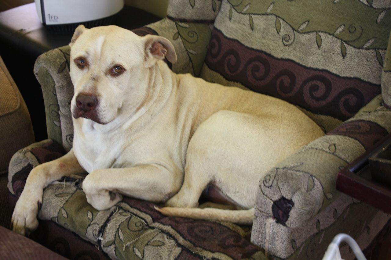 Kicking the Dog - Home Facebook