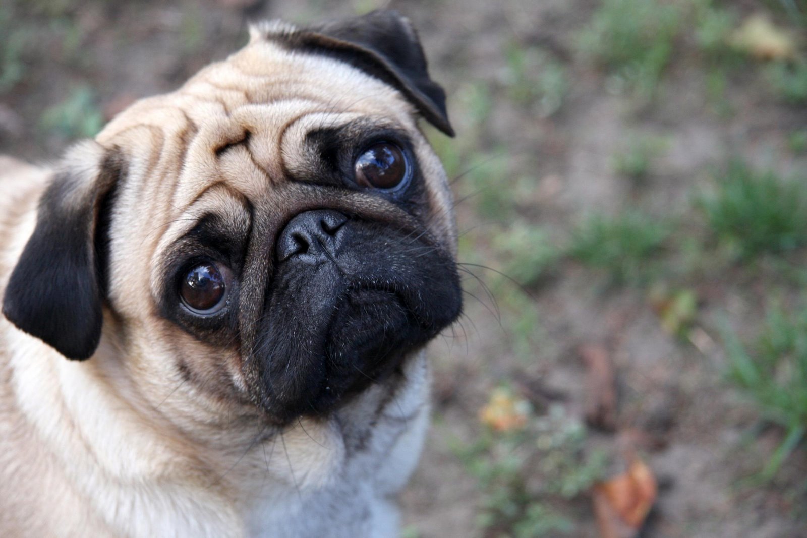 [pug.jpg]