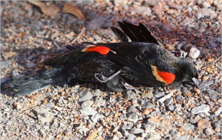 black birds with blue heads black birds with blue heads