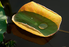 LONG LANH MỘT HẠT SƯƠNG MỀM