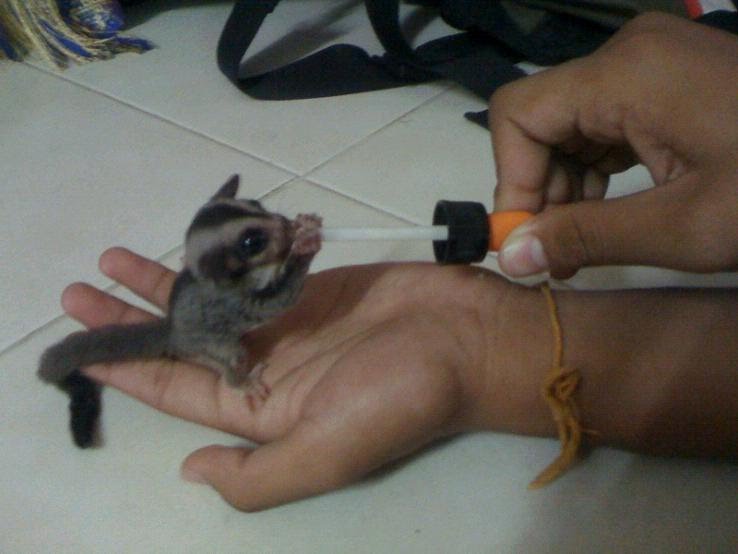 Diamond Kennel sugar glider baby pairs for sale with all accesarries