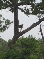A monkey in a tree at Mole
