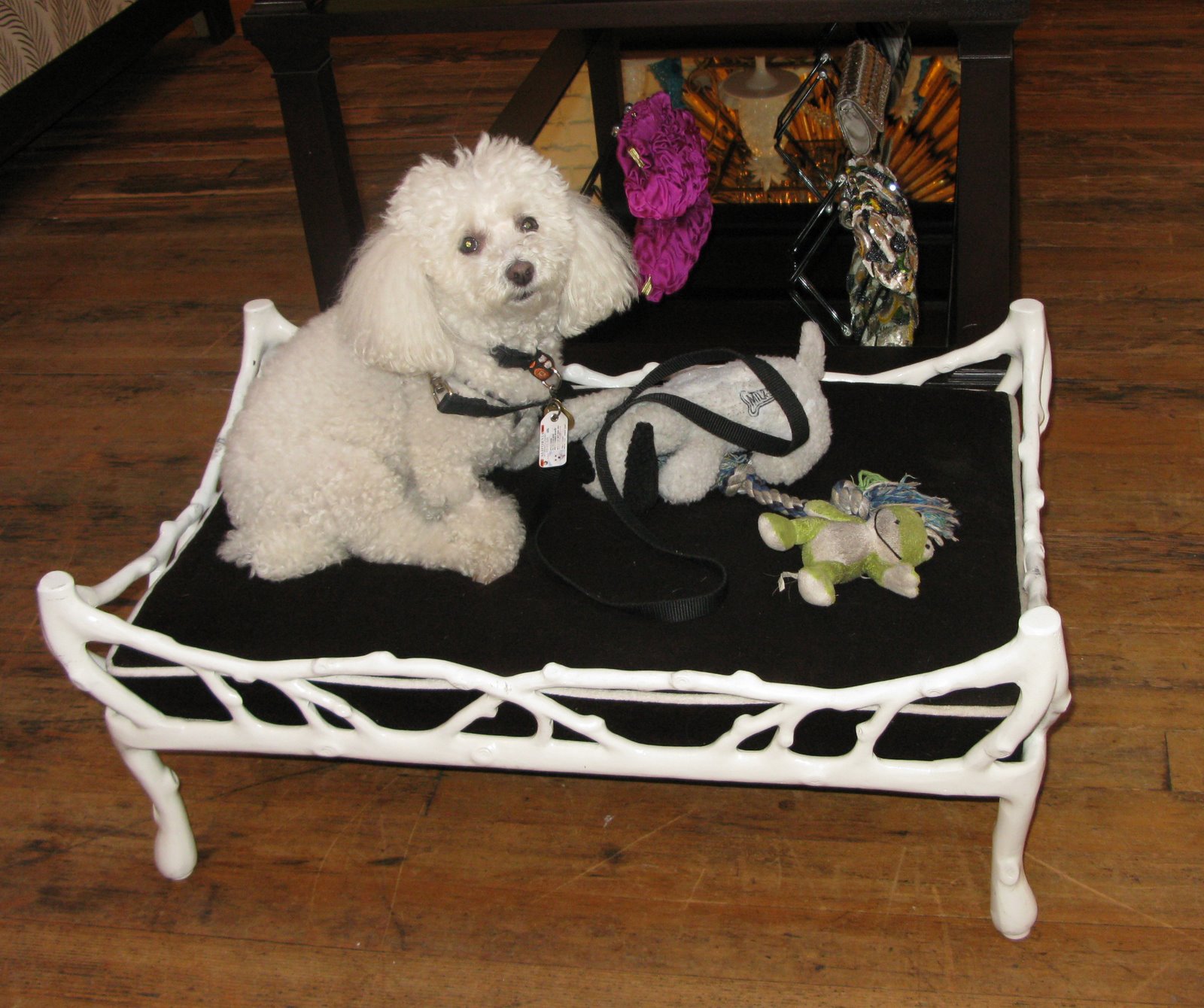 [coraldogbed.jpg]