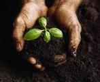 [soil.JPG]