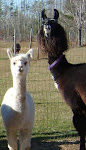 The difference between alpacas & llamas