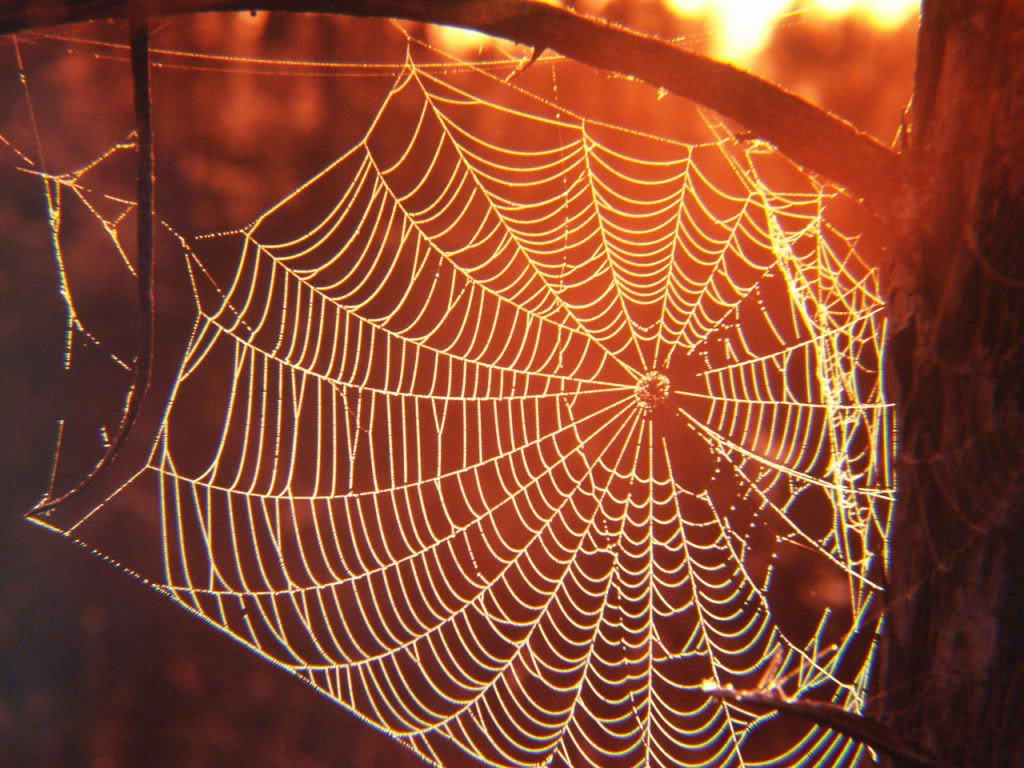 Finishing Off the Spider's Web