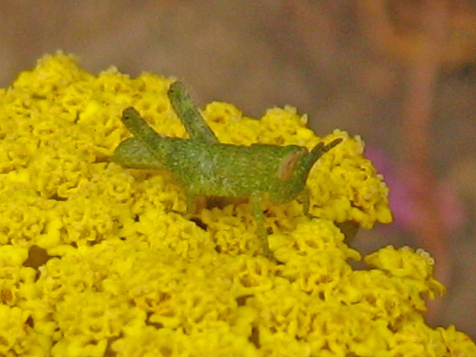 [IMG_12385.jpg]
