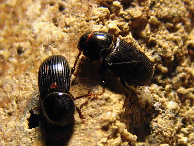 little beetles