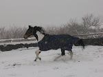 Izzy in the snow