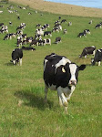 cows