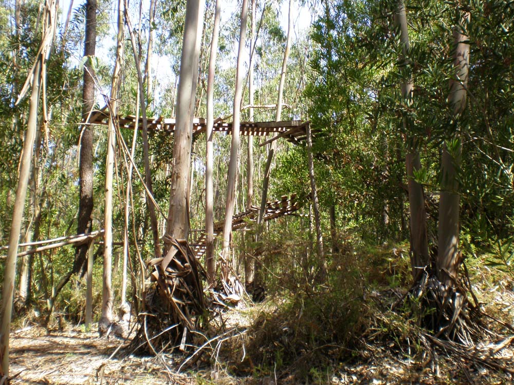 [FlorIndiosAlfarim12.jpg]