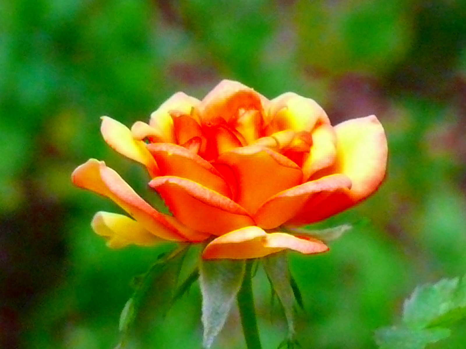 [June++2009+miniature+rose.jpg]