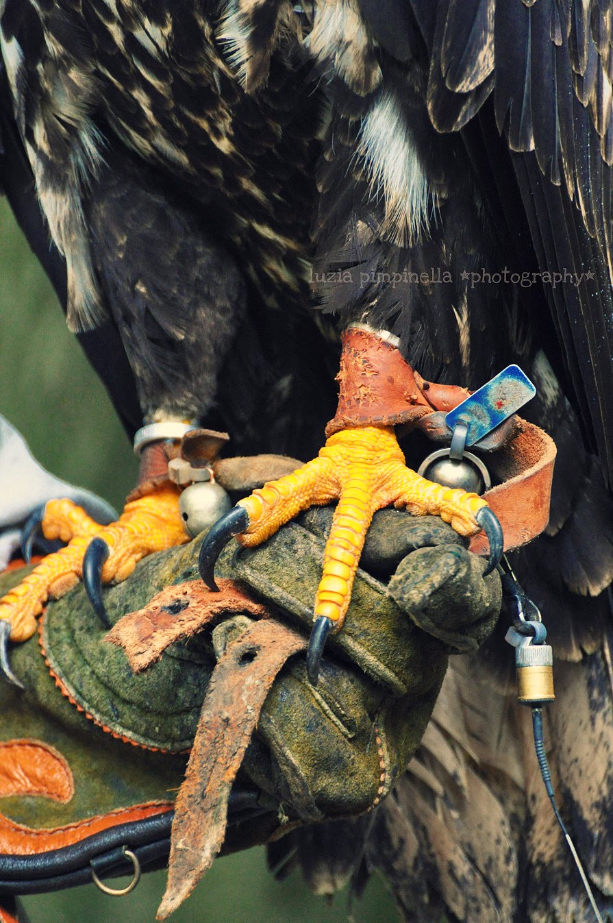 Gisi S Blog Von Tag Zu Tag Das Ritterfest In Schluderns Sudtirol