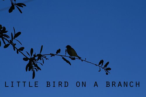 Little Bird on a Branch