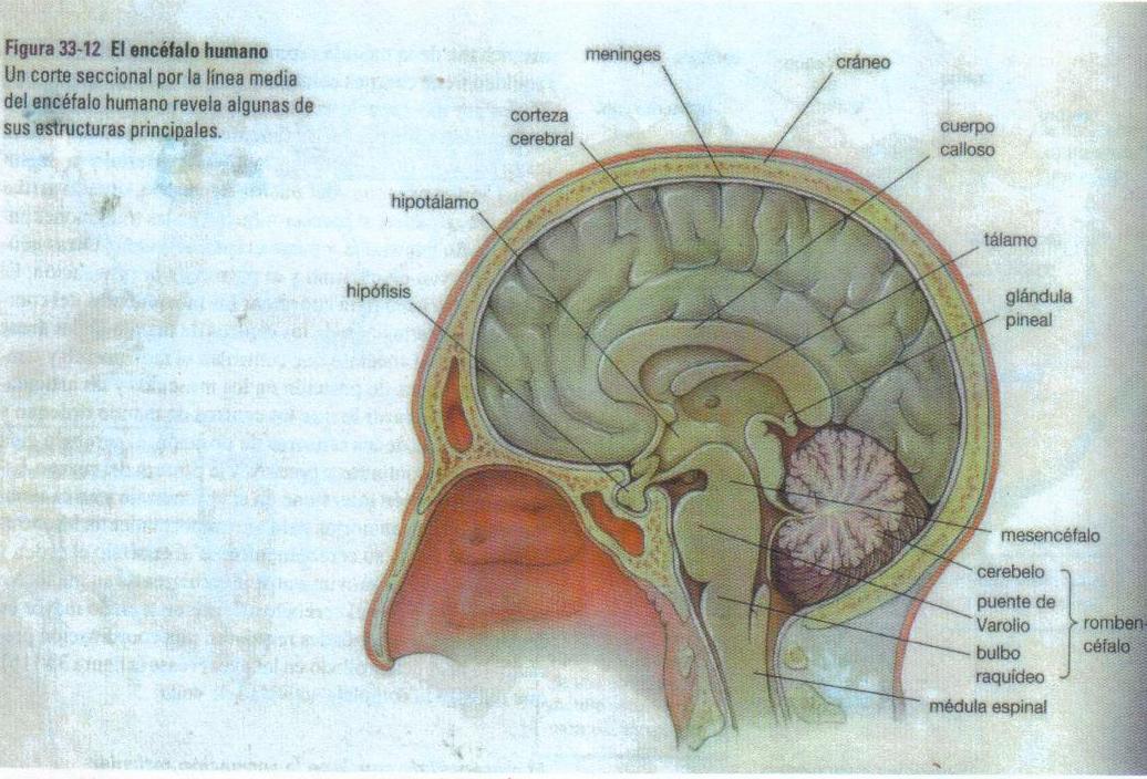 [glandula_pineal.jpg]