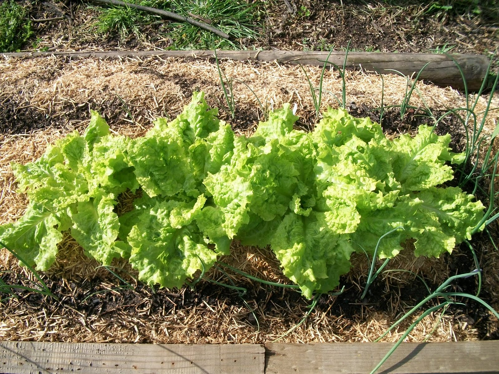 Greening Our Life Summer success stories