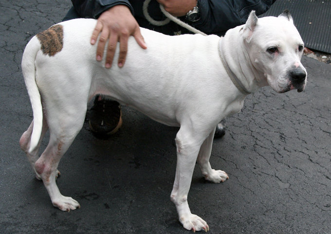 Dogo+argentino+breeders+in+ny