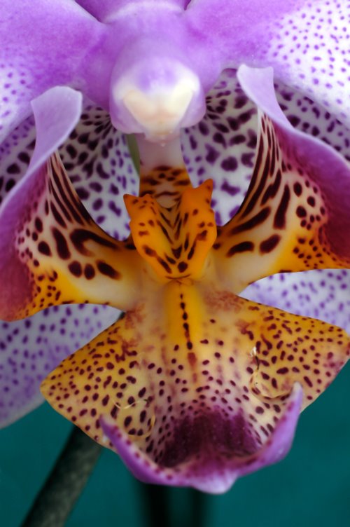 [orchid-web-739191.jpg]
