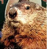 close up of ground hog face