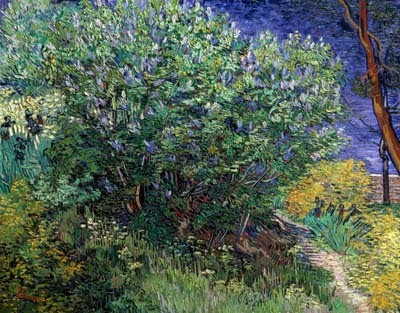 Lilac Bush Oil On Canvas