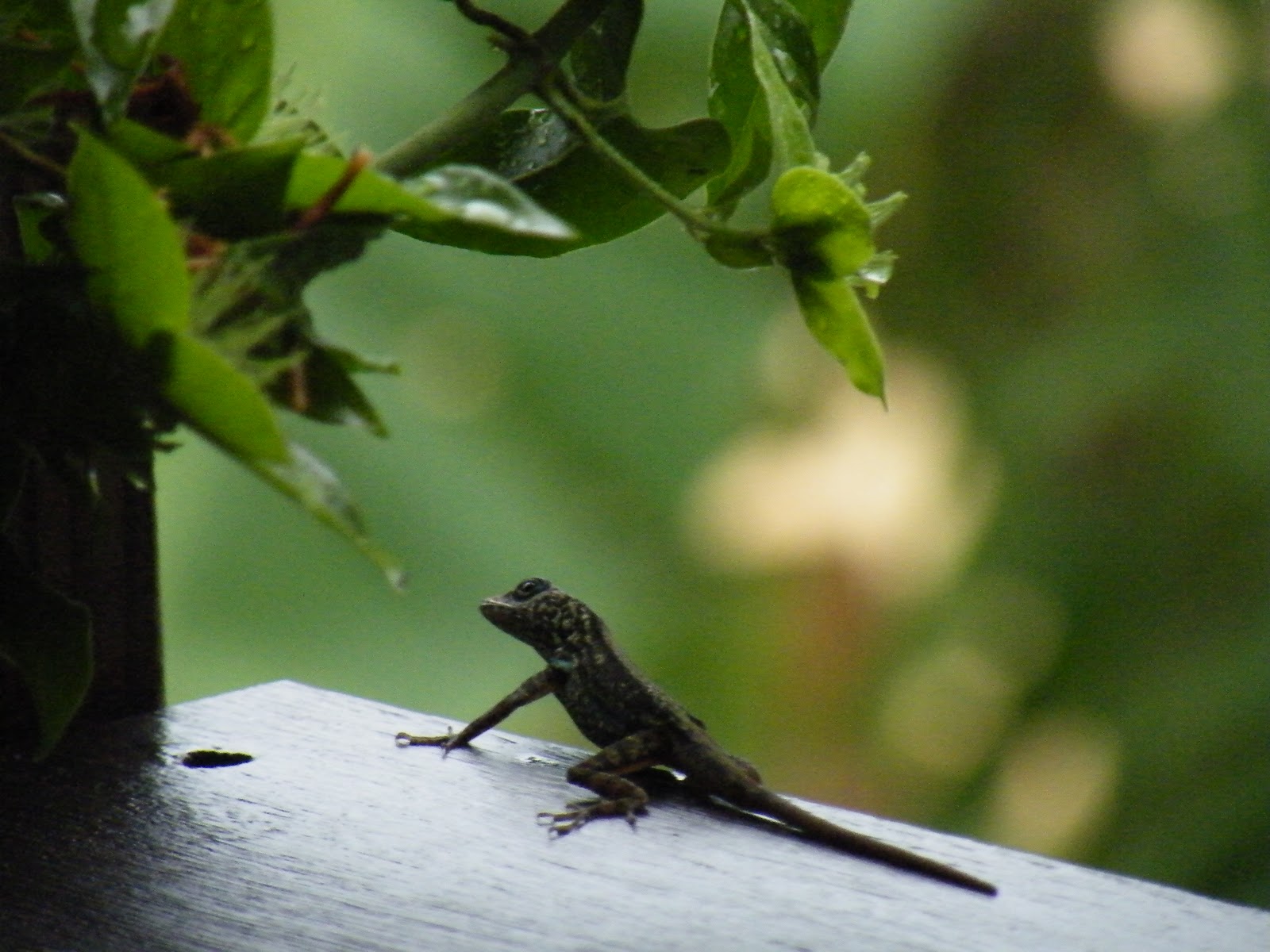 facebook rencontre martinique