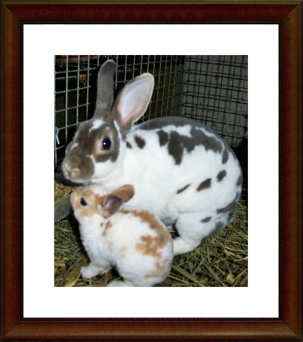 3R Rabittry - KELINCI LUMUTH (LUTHU dan IMUTH): Macam-macam Jenis Kelinci