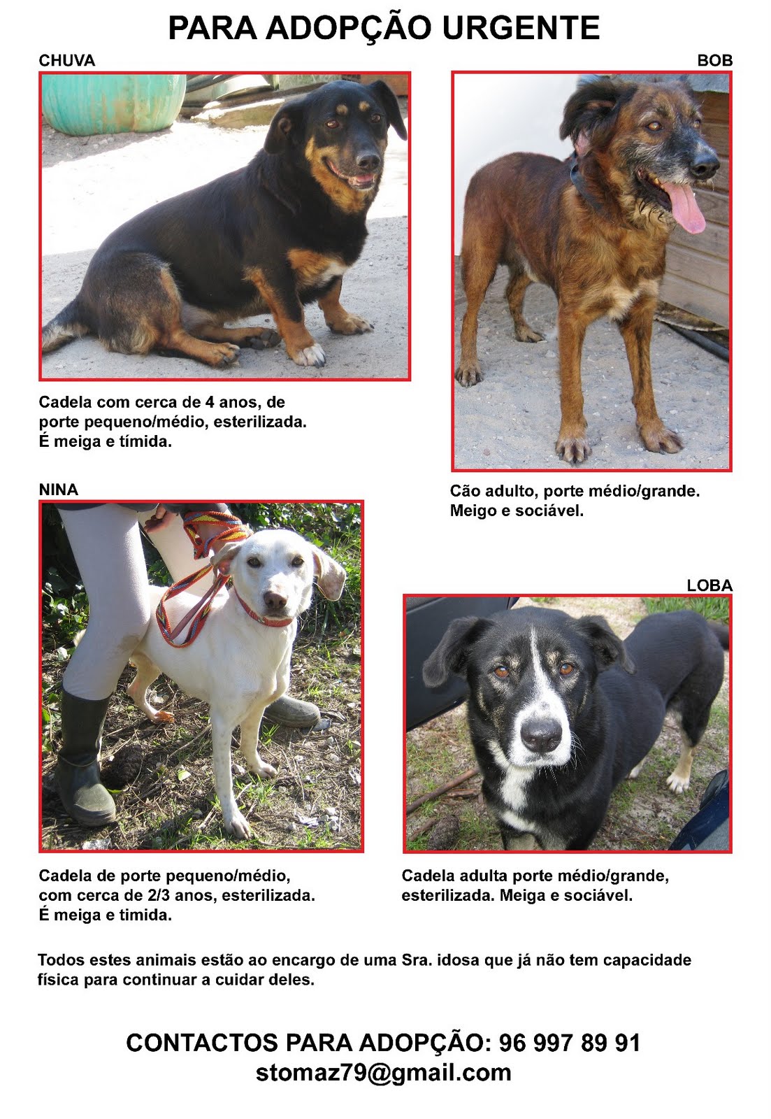 [Cartaz_cÃ£es_Setembro.jpg]
