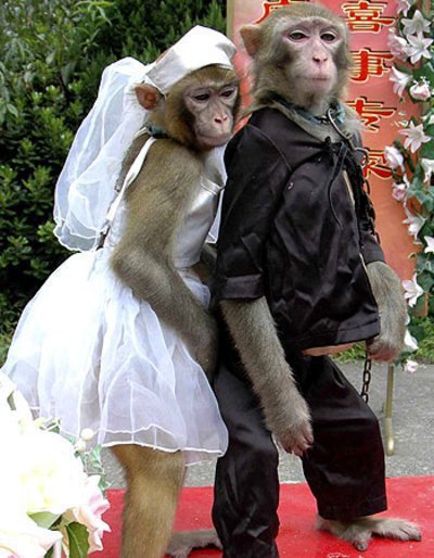 قرود لكن ظرفاء, قرود ظريفة Funny-Monkey-Couple+Romeo+Juliet