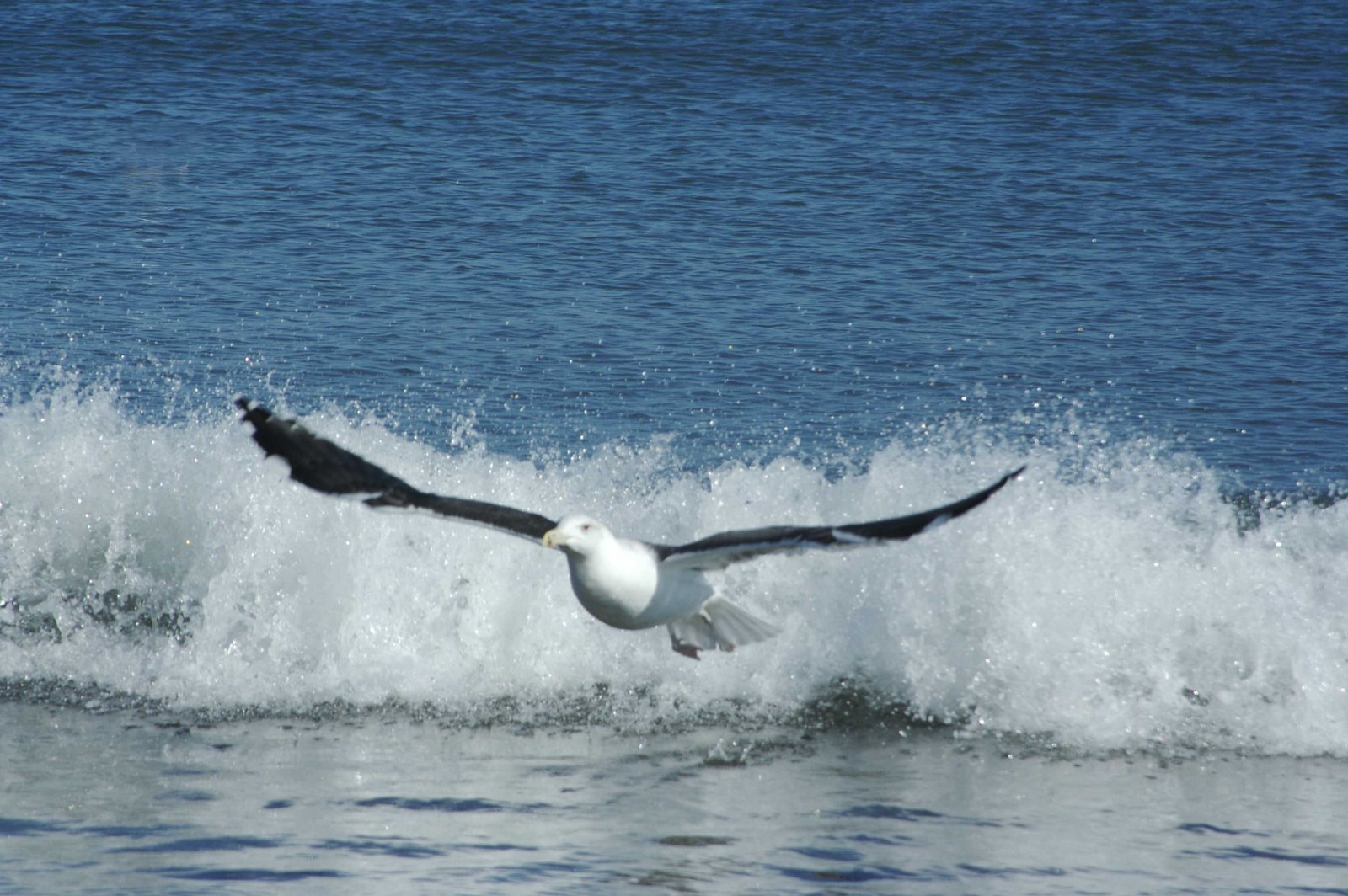 Seagull Avatar