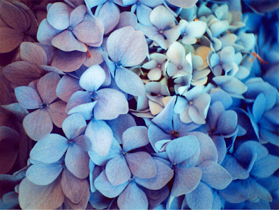 Blue Hydrangea Pictures