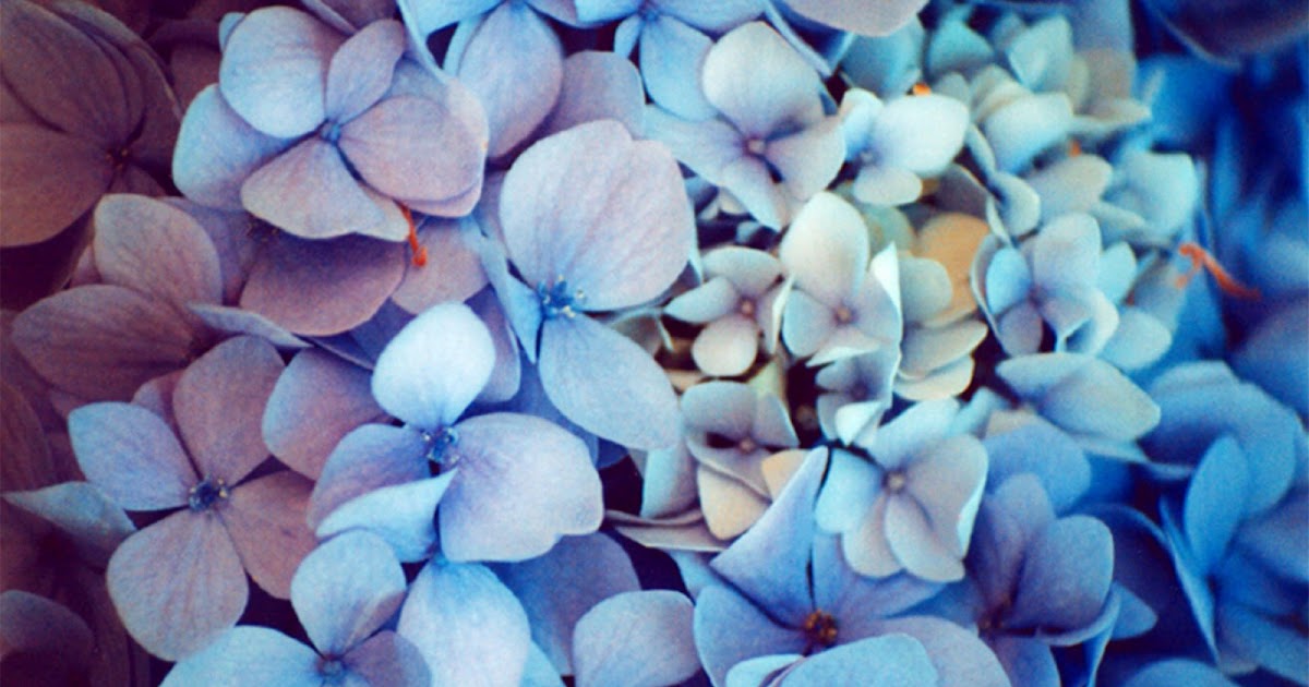 No Fail Tips For Turning Hydrangeas Blue