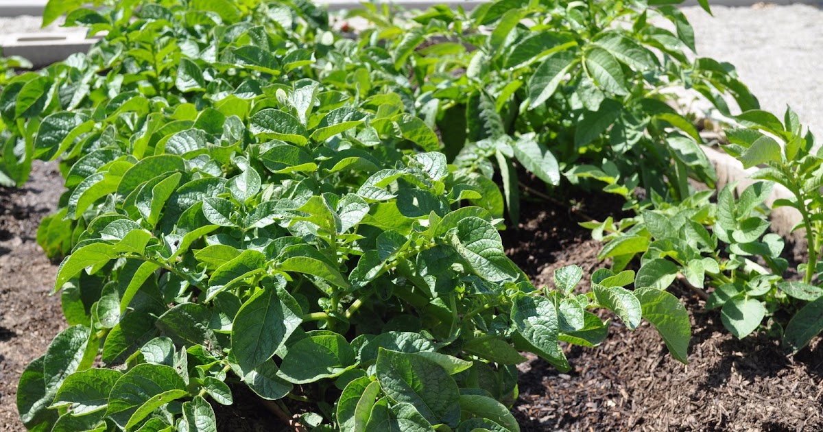 Maybelline's Garden Potato Mounding