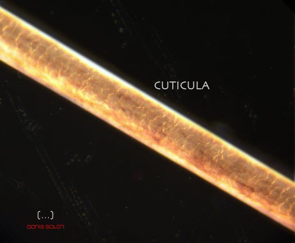 [cabelloreparado.jpg]