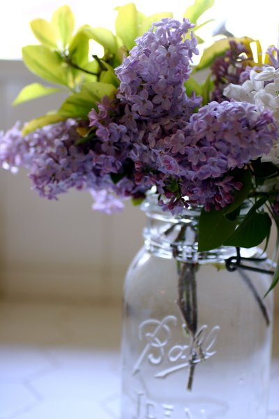 [lilacs-thumb.JPG]