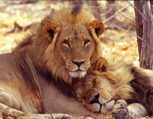 [lions.jpg]