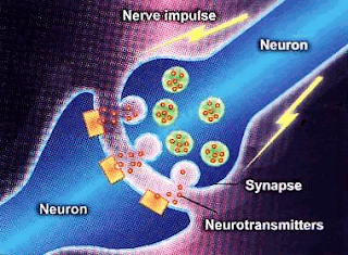 Neurotransmitter and synapse.