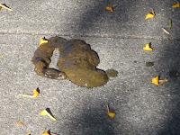 Runny dog poop from drive-by dog pooping - Castro, San Francisco CA, 94114