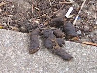 Dog doo filth on sidewalks, around the Eureka Valley Recreation Center - Castro, San Francisco CA, 94114
