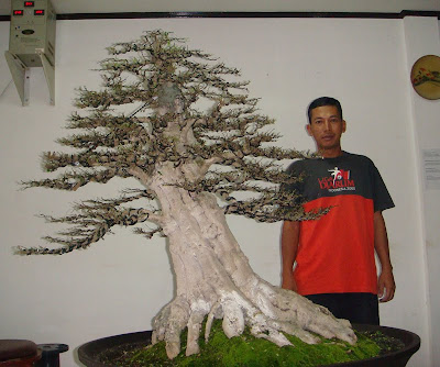 The Bonsai Journal Kapitan Andy November The Bonsai Journal Kapitan Andy November